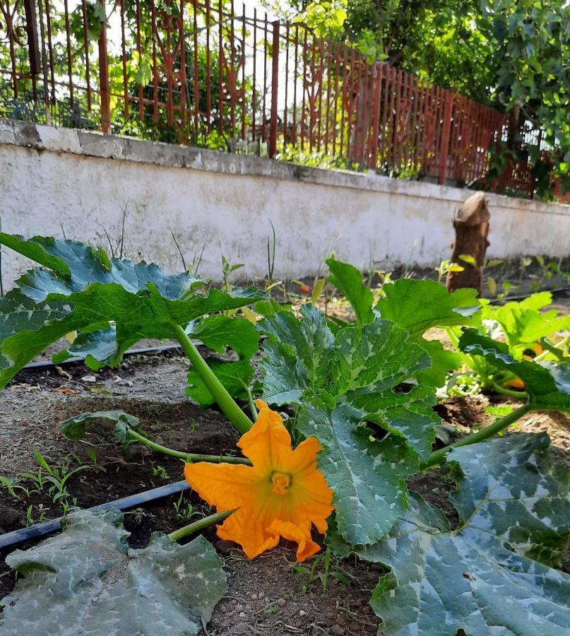 B&B Ioli Vesuvio 埃尔科拉诺 外观 照片
